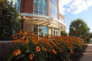 Sunflower bed in front of a building. 