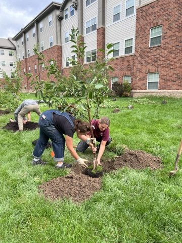 Planting trees. 