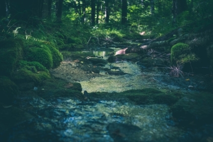 Forest with stream