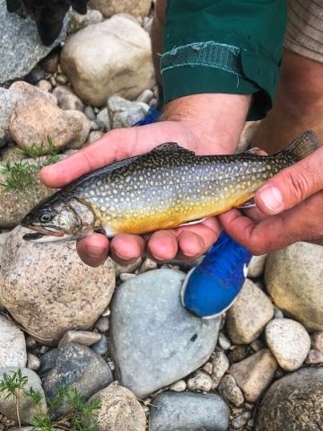 Hands holding trout