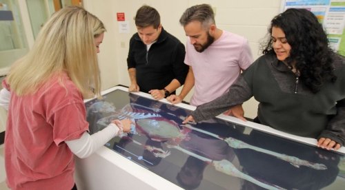 Four students from CU-Lock Haven use a virtual cadaver table