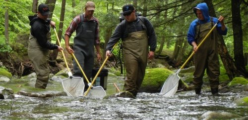 Mansfield Fisheries students walking in stream