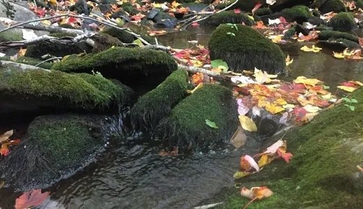 Algae on rocks in stream