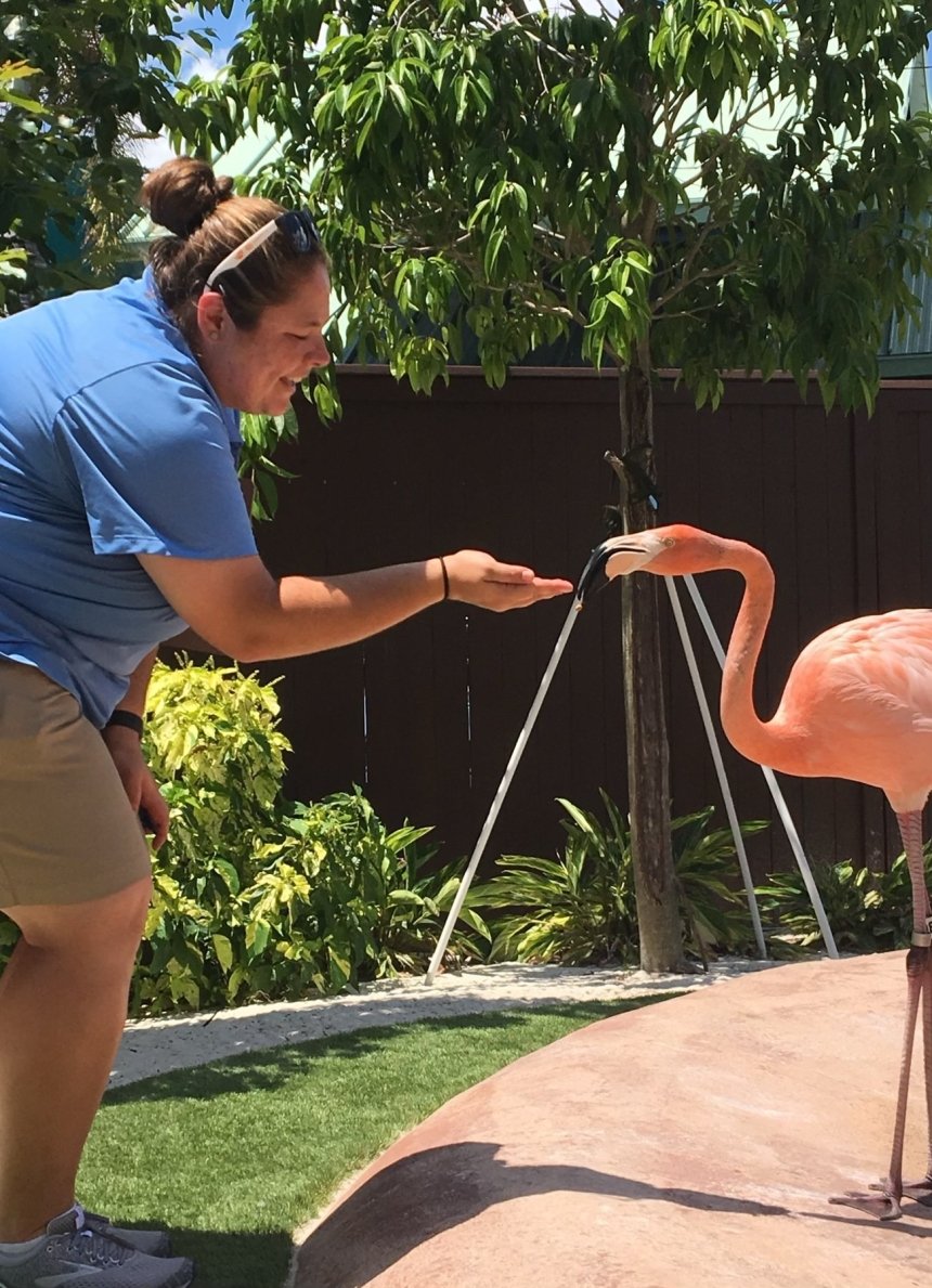 A woman feeding a flamingo. 